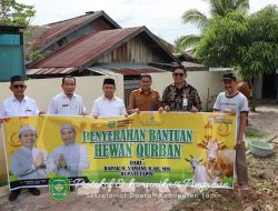 Pemerintah Tapin Dukung Ibadah Idul Adha, Salurkan 5 Ekor Sapi Qurban