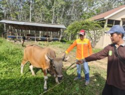 Warga dan Peternak Lokal Tapin Rayakan Berkah Idul Adha Lewat Hasil Ternak Binaan