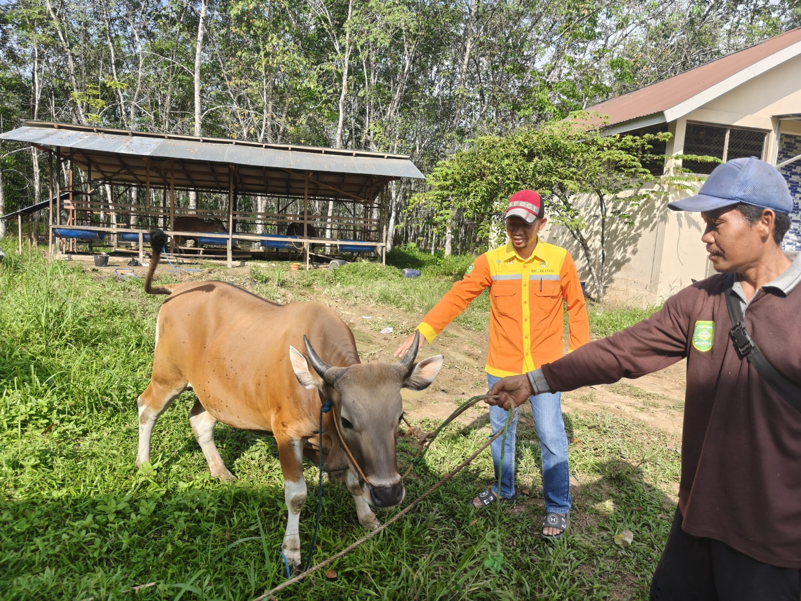 Warga dan Peternak Lokal Tapin Rayakan Berkah Idul Adha Lewat Hasil Ternak Binaan 1 IMG20260526090443 scaled